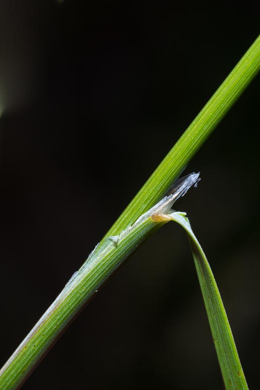 Melica ciliata / Melica barbata